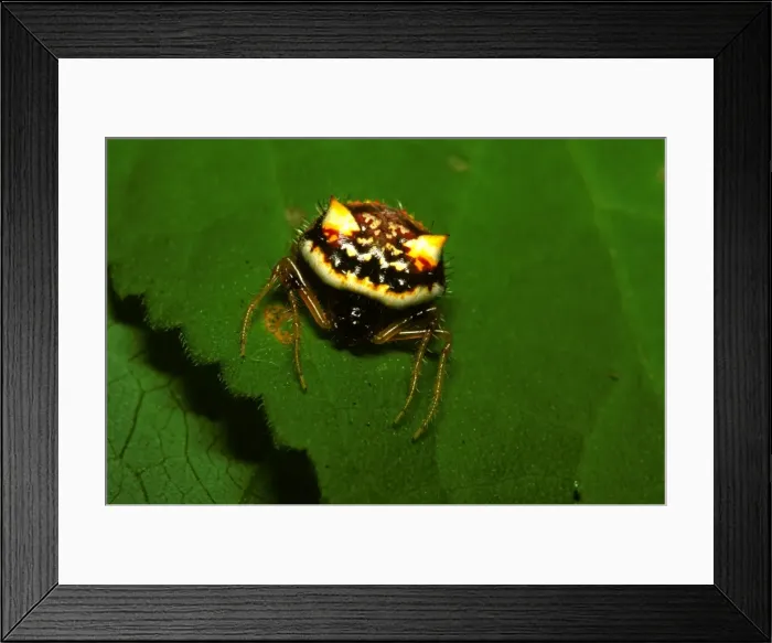 Framed Print : Two-spined spider - in daytime resting position. Large triangular web is made low down at night Framed Print : Two-spined spider - in daytime resting position. Large triangular web is made low down at night