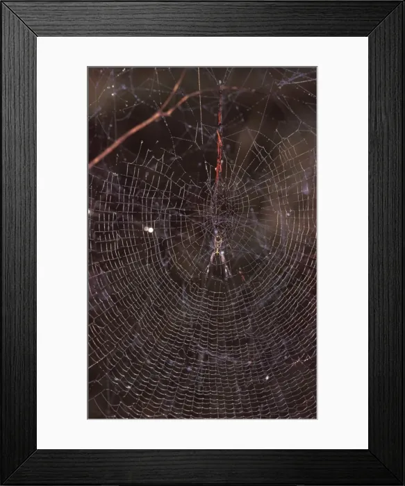 Framed Print : A Golden orb-weaver - female spider in web Framed Print : A Golden orb-weaver - female spider in web