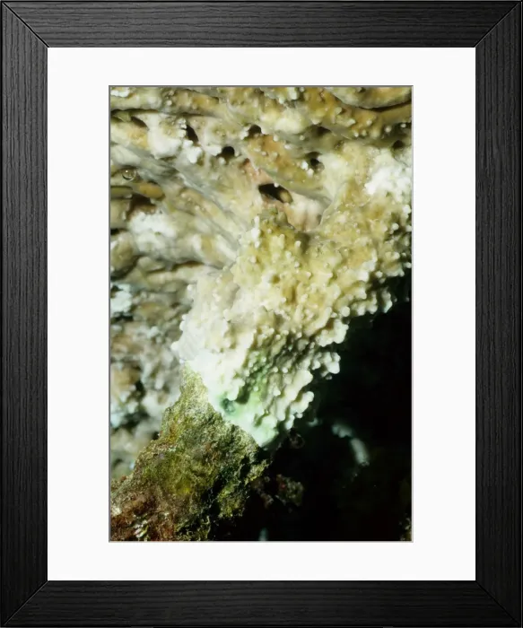Framed Print : Plate coral (Acropora sp). Coral tissue from the plate coral is over-growing dead skeleton from another coral that has died. Rib Reef, Great Barrier Reef Marine Park, Queensland, Australia Framed Print : Plate coral (Acropora sp). Coral tissue from the plate coral is over-growing dead skeleton from another coral that has died. Rib Reef, Great Barrier Reef Marine Park, Queensland, Australia