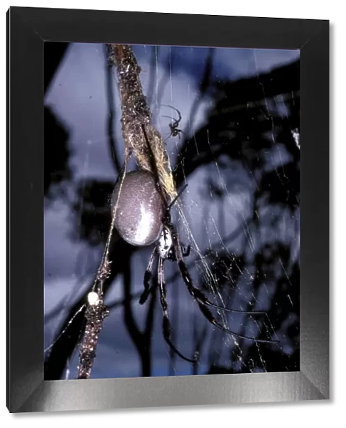 Golden Orb-weaver spider - with much smaller male