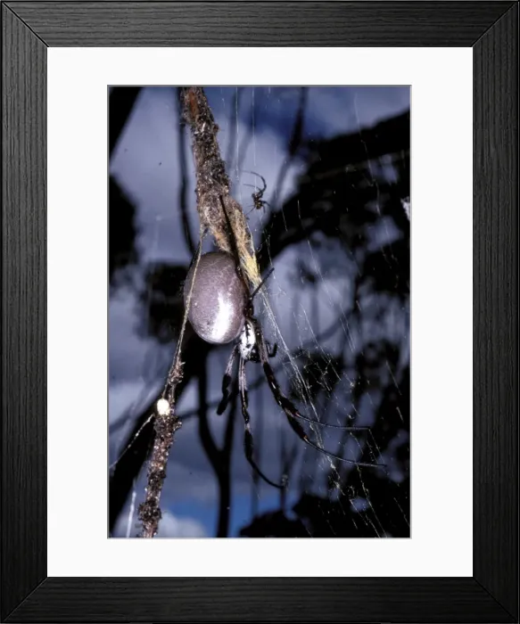 Framed Print : Golden Orb-weaver spider - with much smaller male Framed Print : Golden Orb-weaver spider - with much smaller male