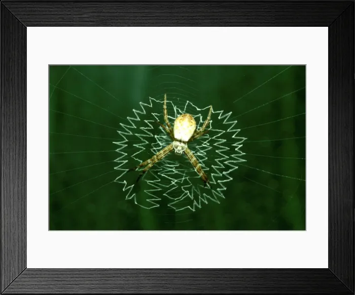 Framed Print : CLY02083. AUS-305. St Andrews Cross spider - juvenile in web with juvenile-type Framed Print : CLY02083. AUS-305. St Andrews Cross spider - juvenile in web with juvenile-type