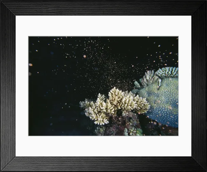 Framed Print : Staghorn Coral - spawning - this phenomenon happens only once a year and is over in minutes Great Barrier Reef, Queensland, Australia SND01589 Framed Print : Staghorn Coral - spawning - this phenomenon happens only once a year and is over in minutes Great Barrier Reef, Queensland, Australia SND01589