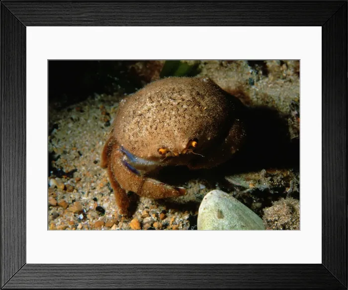 Framed Print : Sponge Crab, Cryptodromia octodenta, a sponge crab without its usual sponge covering, Edithburgh, South Australia, Australia, Southern Ocean Framed Print : Sponge Crab, Cryptodromia octodenta, a sponge crab without its usual sponge covering, Edithburgh, South Australia, Australia, Southern Ocean