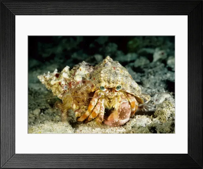 Framed Print : Hermit crab (Dardanus deformis) with sea anemones (Calliactis sp) on shell. Ribbon Reef Number 3, Great Barrier Reef Marine Park, Queensland, Australia Framed Print : Hermit crab (Dardanus deformis) with sea anemones (Calliactis sp) on shell. Ribbon Reef Number 3, Great Barrier Reef Marine Park, Queensland, Australia