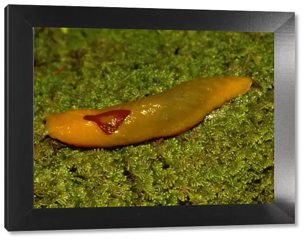 Red triangle slug - yellow form, showing its unique single pair of eye-tentacles
