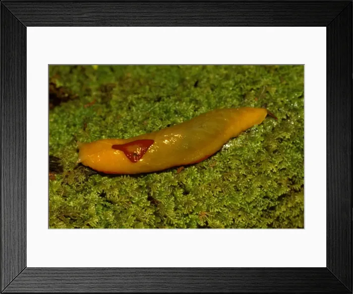 Framed Print : Red triangle slug - yellow form, showing its unique single pair of eye-tentacles Framed Print : Red triangle slug - yellow form, showing its unique single pair of eye-tentacles