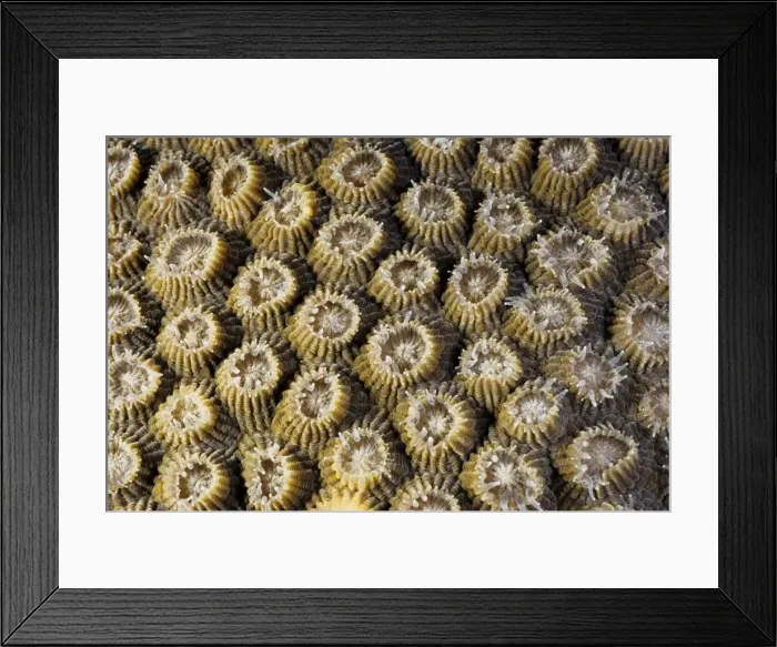 Framed Print : A boulder coral (Diploastrea heliopora), with polyps partially extended. Andaman Sea, Myanmar Framed Print : A boulder coral (Diploastrea heliopora), with polyps partially extended. Andaman Sea, Myanmar