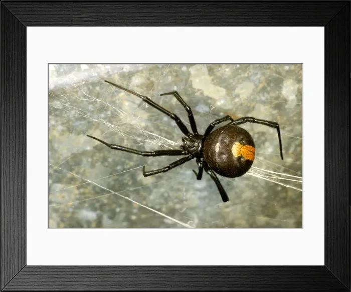 Framed Print : HRD01530. AUS-973. Redback spider. Dongara, Western Australia Framed Print : HRD01530. AUS-973. Redback spider. Dongara, Western Australia