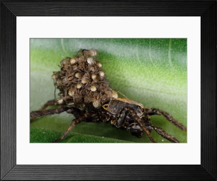 Framed Print : This female wolf spider (Lycosa sp) is bearing her brood of young on her back. Townsville, Queensland, Australia Framed Print : This female wolf spider (Lycosa sp) is bearing her brood of young on her back. Townsville, Queensland, Australia