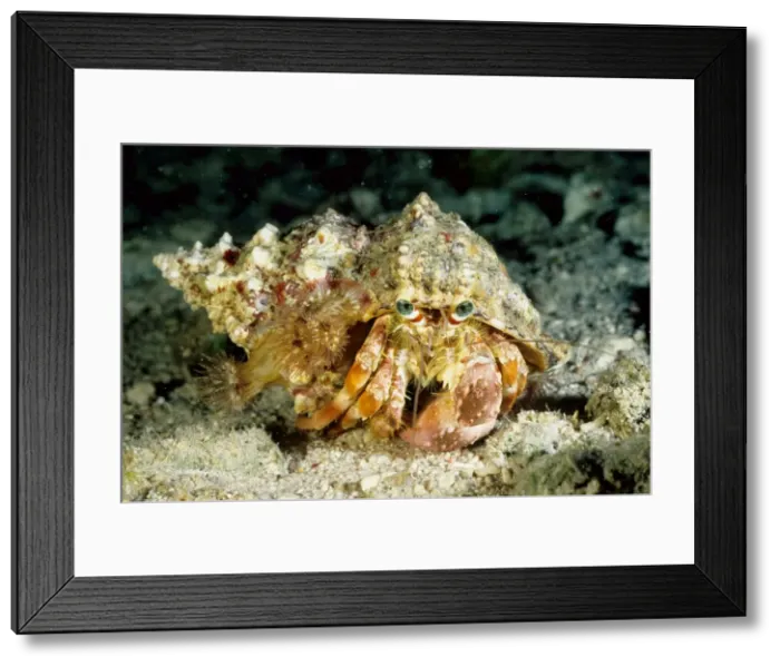 Framed Print : Hermit crab (Dardanus deformis) with sea anemones (Calliactis sp) on shell. Ribbon Reef Number 3, Great Barrier Reef Marine Park, Queensland, Australia Framed Print : Hermit crab (Dardanus deformis) with sea anemones (Calliactis sp) on shell. Ribbon Reef Number 3, Great Barrier Reef Marine Park, Queensland, Australia