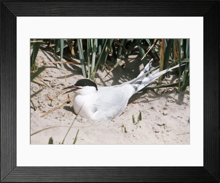 Framed Print : Roseate Tern - at nest Framed Print : Roseate Tern - at nest