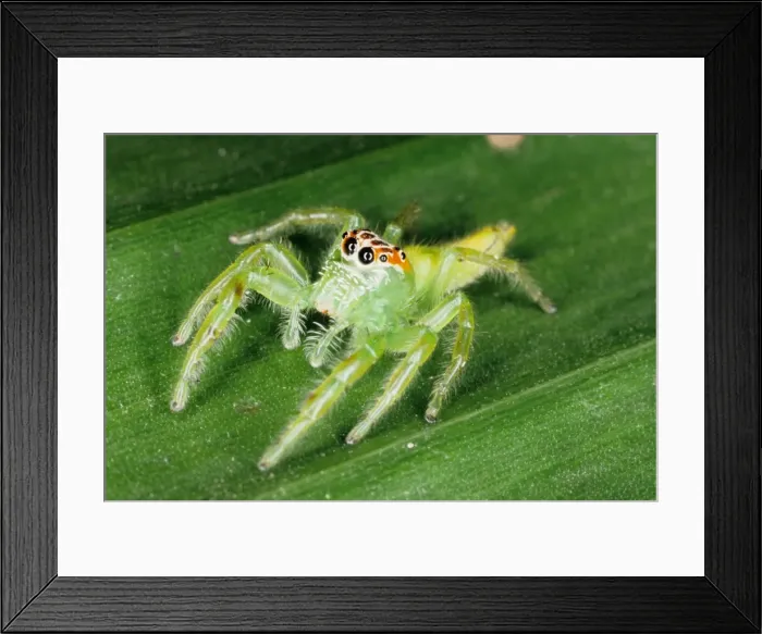 Framed Print : Jumping spiders (family Salticidae) are common inhabitants of houses and gardens in tropical Australia. They use their highly developed eye sight and athletic jumping ability to prey on insects. Townsville, Queensland, Australia