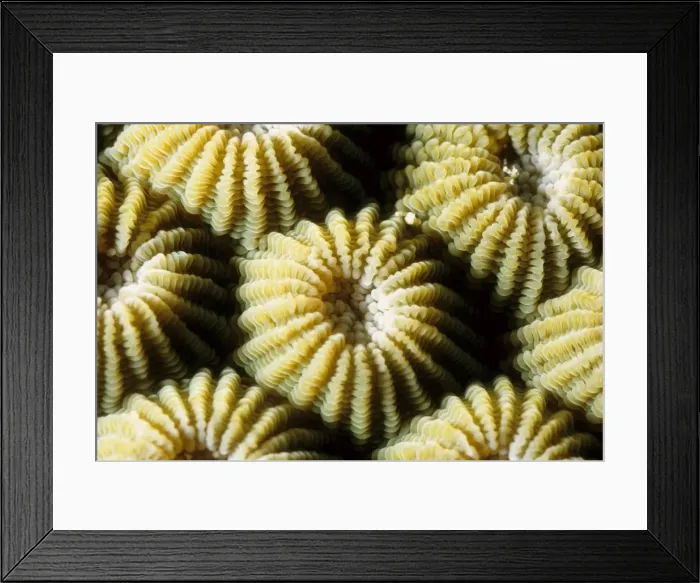 Framed Print : Boulder coral (Diploastrea heliopora). Rib Reef, Great Barrier Reef Marine Park, Queensland, Australia Framed Print : Boulder coral (Diploastrea heliopora). Rib Reef, Great Barrier Reef Marine Park, Queensland, Australia