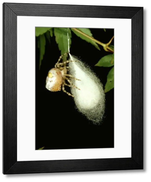 Framed Print : CLY02057. AUS-279. Magnificent spider - with partly completed egg sac Framed Print : CLY02057. AUS-279. Magnificent spider - with partly completed egg sac