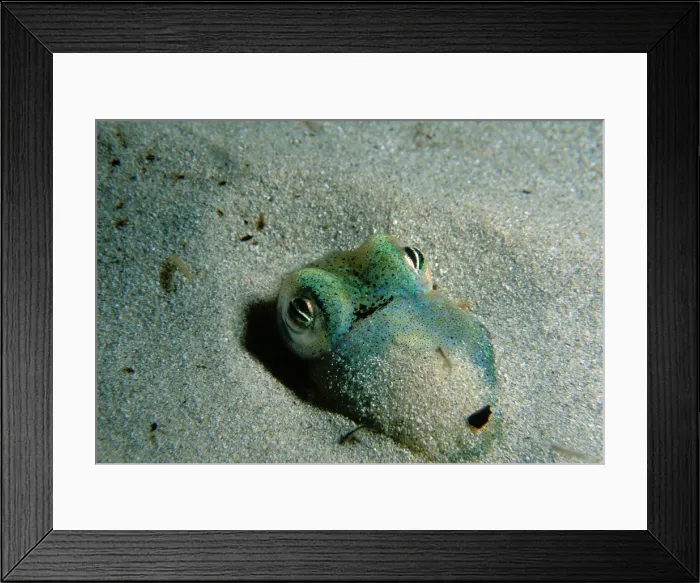 Framed Print : Southern Dumpling Squid, Euprymna tasmanica, This squid has a luminescent light organ which is fuelled by light emiting bacteria, Moonta Bay, South Australia, Australia, Southern Ocean Framed Print : Southern Dumpling Squid, Euprymna tasmanica, This squid has a luminescent light organ which is fuelled by light emiting bacteria, Moonta Bay, South Australia, Australia, Southern Ocean