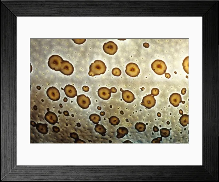 Framed Print : A close up of its skin makes it clear how the leopard sea cucumber (Bohadschia argus) got its name. Great Barrier Reef Marine Park, Queensland, Australia Framed Print : A close up of its skin makes it clear how the leopard sea cucumber (Bohadschia argus) got its name. Great Barrier Reef Marine Park, Queensland, Australia