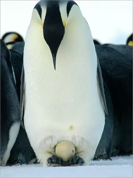 Emperor Penguin - father staring down at egg as the chick makes its first break in the shell - Antarctica OLI00012