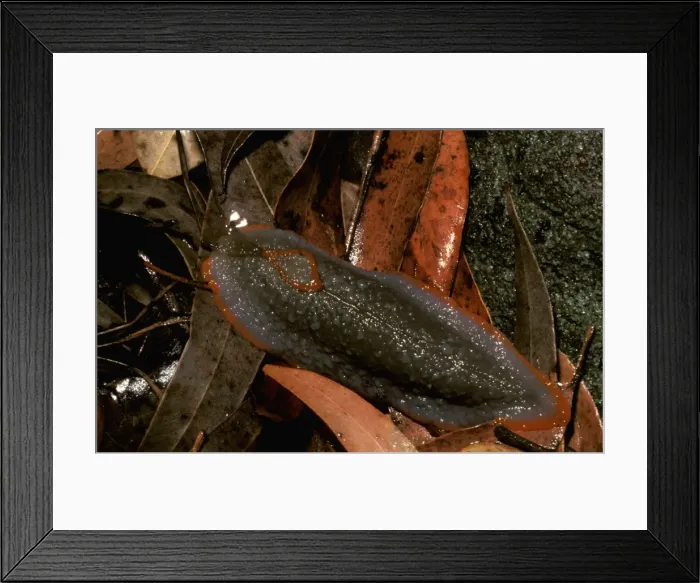 Framed Print : Red triangle slug - grey form Framed Print : Red triangle slug - grey form