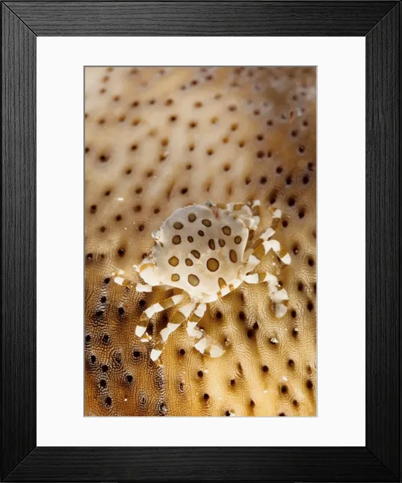 Framed Print : A commensal harlequin crab (Lissocarcinus orbicularis) living on a sea cucumber (Holothuroidea). Similan Islands, Andaman Sea, Thailand Framed Print : A commensal harlequin crab (Lissocarcinus orbicularis) living on a sea cucumber (Holothuroidea). Similan Islands, Andaman Sea, Thailand