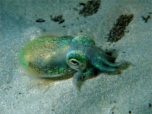 Southern Dumpling Squid, Euprymna tasmanica, This squid has a luminescent light organ which is fuelled by light emiting bacteria, Moonta Bay, South Australia, Australia, Southern Ocean