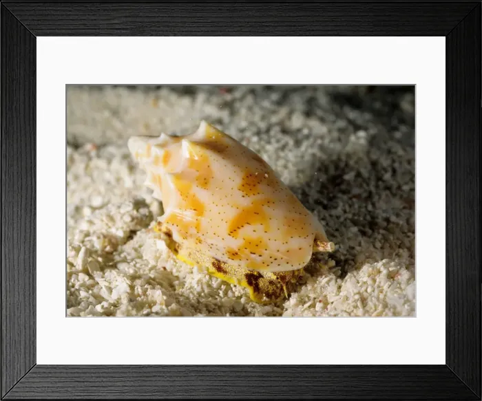 Framed Print : The predatory snail, known as a volute, (Cymbiola sp) is sniffing the water through its extended siphon to detect its prey. Great Barrier Reef Marine Park, Queensland, Australia Framed Print : The predatory snail, known as a volute, (Cymbiola sp) is sniffing the water through its extended siphon to detect its prey. Great Barrier Reef Marine Park, Queensland, Australia