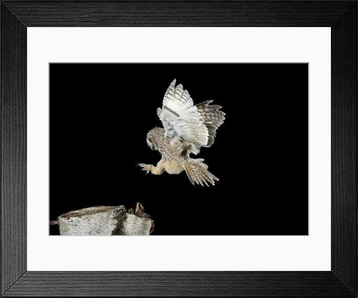 Framed Print : Long Eared Owl - landing on birch stump - Bedfordshire UK 007698 Framed Print : Long Eared Owl - landing on birch stump - Bedfordshire UK 007698