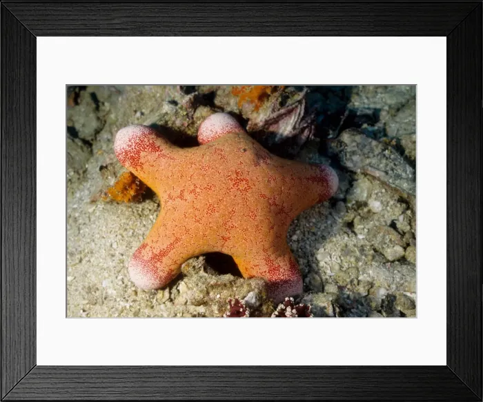 Framed Print : Sea star (Choriasater granulatus). Richelieu Rock, Andaman Sea, Thailand Framed Print : Sea star (Choriasater granulatus). Richelieu Rock, Andaman Sea, Thailand