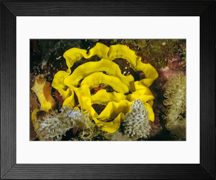 Framed Print : Nudibranch (Sea slug) egg ribbon. Like the animal that laid them, these eggs are brightly coloured to warn potential predators of the toxic chemicals they contain. Great Barrier Reef, Australia DWD00301 Framed Print : Nudibranch (Sea slug) egg ribbon. Like the animal that laid them, these eggs are brightly coloured to warn potential predators of the toxic chemicals they contain. Great Barrier Reef, Australia DWD00301