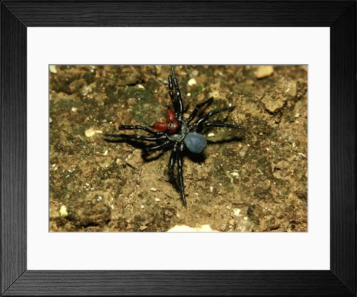Framed Print : CLY02035. AUS-257. Mouse spider - male, a burrowing spider Framed Print : CLY02035. AUS-257. Mouse spider - male, a burrowing spider