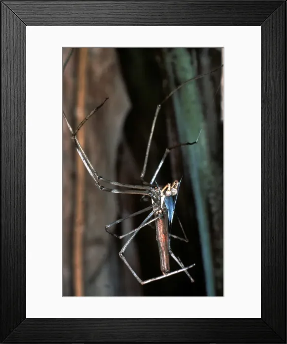 Framed Print : CLY02049. AUS-271. Net-casting spider - male performing sperm induction Framed Print : CLY02049. AUS-271. Net-casting spider - male performing sperm induction