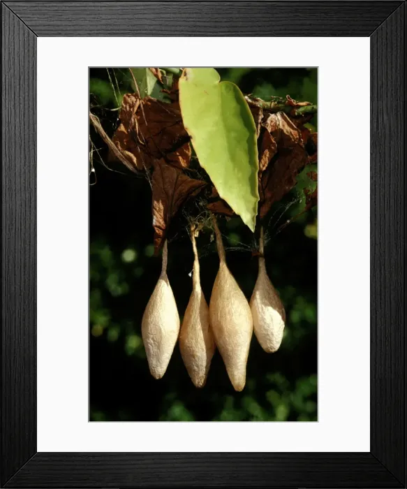 Framed Print : CLY02058. AUS-280. Magnificent spider - cluster of completed egg sacs, Framed Print : CLY02058. AUS-280. Magnificent spider - cluster of completed egg sacs,