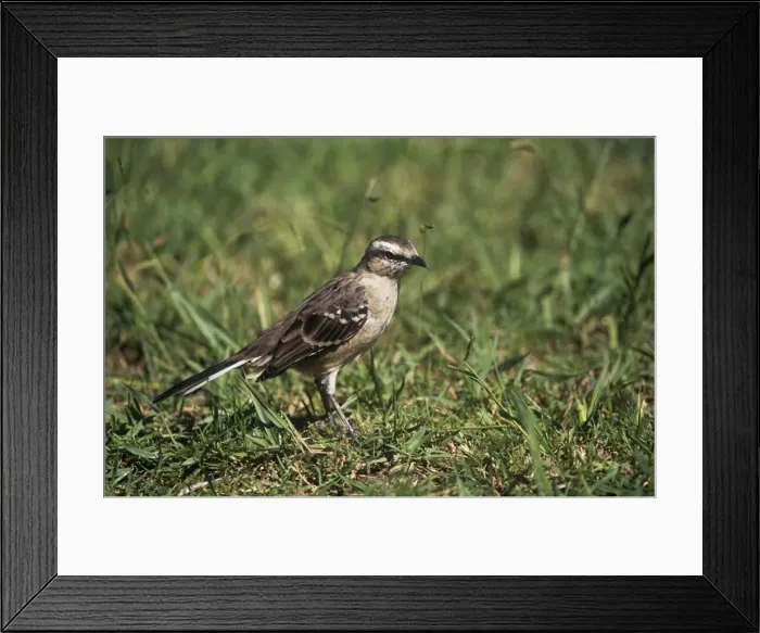 Framed Print : Chalk-browed Mockingbird - foraging in short grass