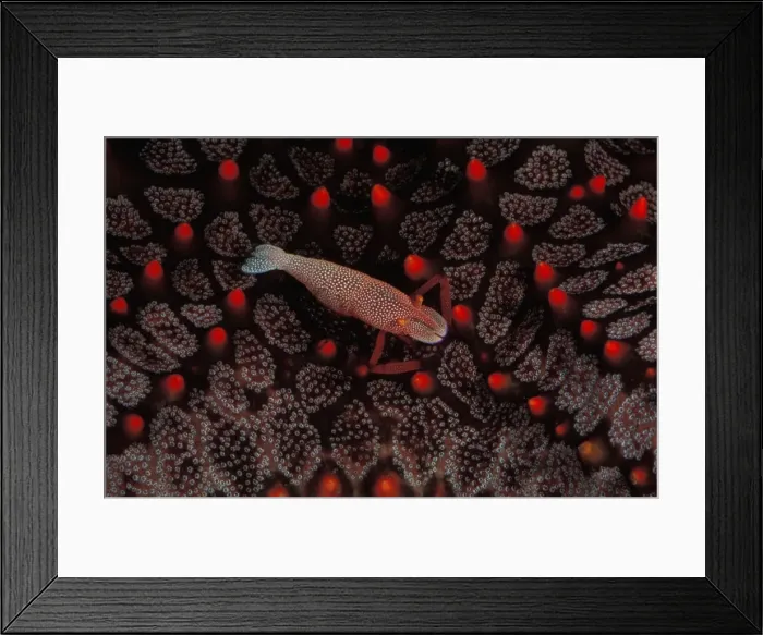 Framed Print : This commensal shrimp (Periclimenes imperator) leads its entire adult life on a sea star. Great Barrier Reef Marine Park, Queensland, Australia (aquarium shot) Framed Print : This commensal shrimp (Periclimenes imperator) leads its entire adult life on a sea star. Great Barrier Reef Marine Park, Queensland, Australia (aquarium shot)
