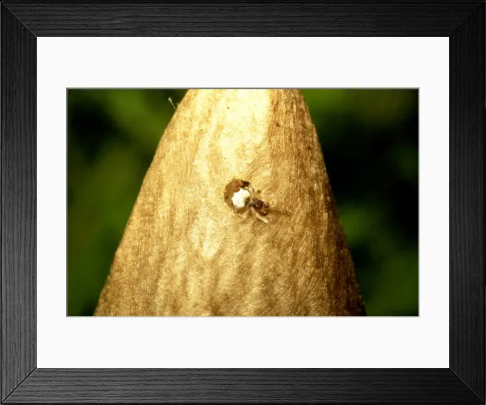 Framed Print : CLY02059. AUS-281. Magnificent spider - minute but mature male leaving egg sac, Framed Print : CLY02059. AUS-281. Magnificent spider - minute but mature male leaving egg sac,