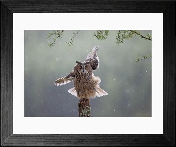 Framed Print : Long eared Owl - in rain - West Wales UK 007936 Framed Print : Long eared Owl - in rain - West Wales UK 007936