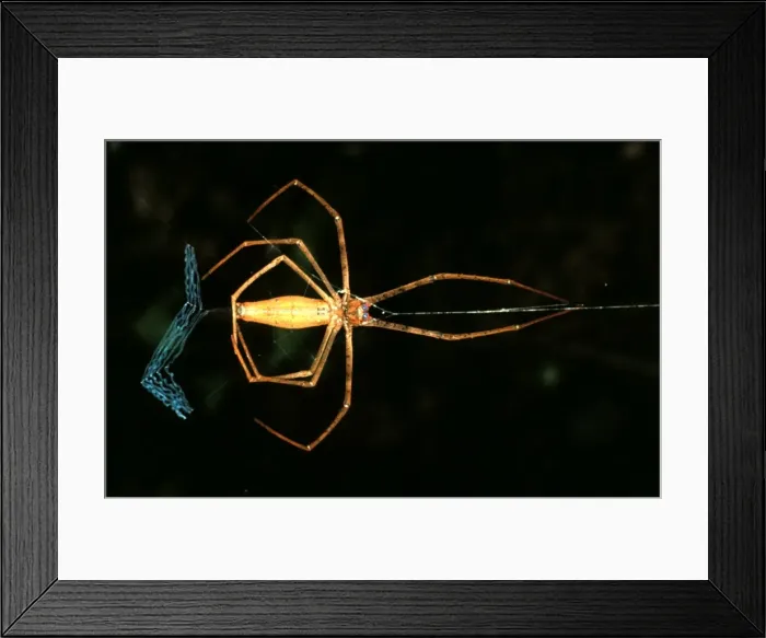 Framed Print : CLY02085. AUS-307. Rufous net-casting spider - female making net.