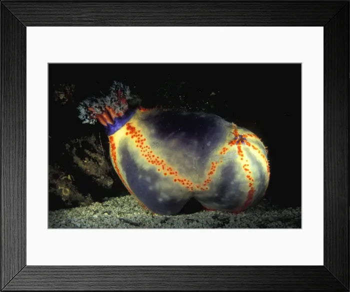 Framed Print : Because of it's small size and bright colours, the beach ball sea cucumber (Pseudocolochirus violaceus) is one of the few sea cucumbers that is highly prized as an aquarium specimen Framed Print : Because of it's small size and bright colours, the beach ball sea cucumber (Pseudocolochirus violaceus) is one of the few sea cucumbers that is highly prized as an aquarium specimen