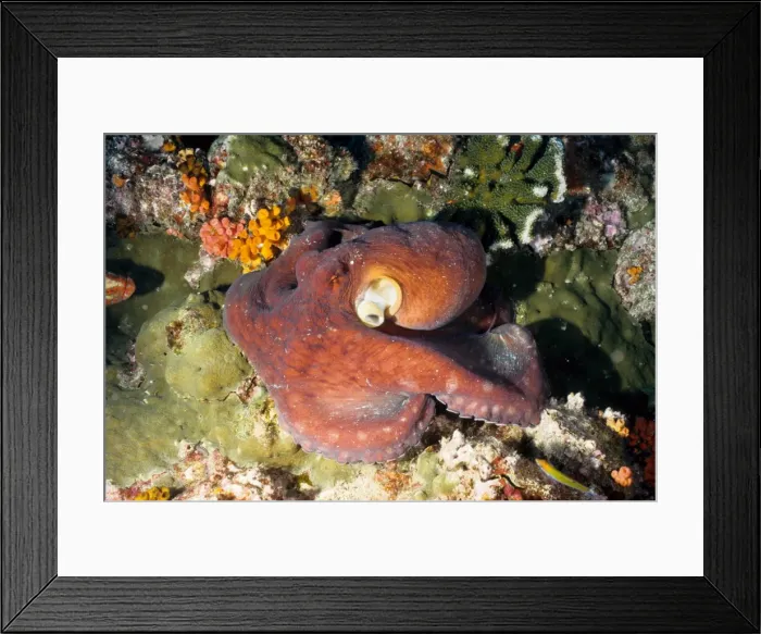 Framed Print : Octopus (Octopus cyanea). Richelieu Rock, Andaman Sea, Thailand Framed Print : Octopus (Octopus cyanea). Richelieu Rock, Andaman Sea, Thailand