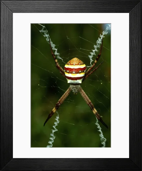 Framed Print : CLY02077. AUS-299. St Andrews Cross spider - female with cross-shaped stabilimentum in web Framed Print : CLY02077. AUS-299. St Andrews Cross spider - female with cross-shaped stabilimentum in web