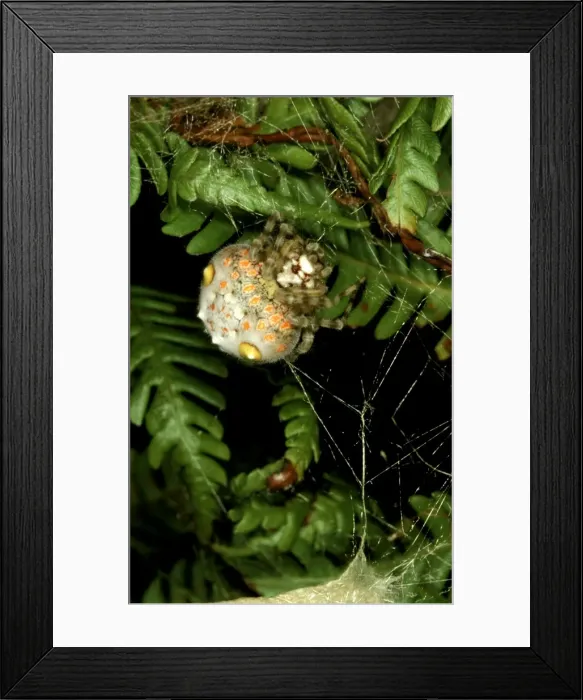 Framed Print : CLY02052. AUS-274. Magnificent spider - female in daytime retreat Framed Print : CLY02052. AUS-274. Magnificent spider - female in daytime retreat