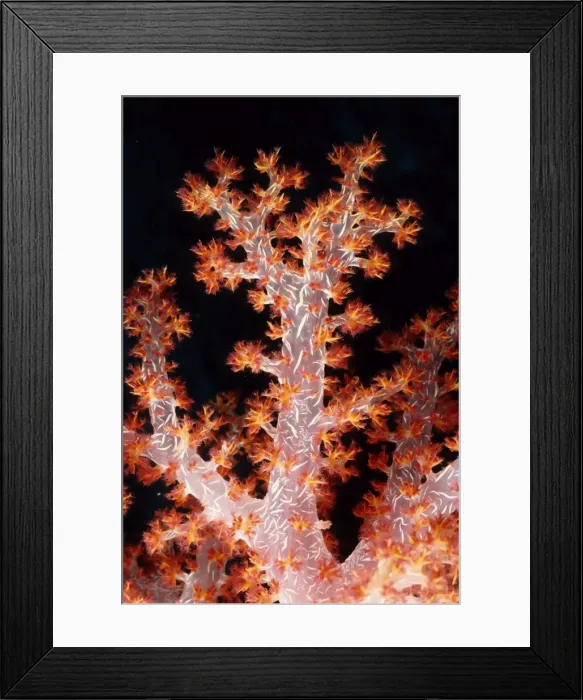Framed Print : Soft coral tree (Dendronephthya sp). Similan Islands, Andaman Sea, Thailand Framed Print : Soft coral tree (Dendronephthya sp). Similan Islands, Andaman Sea, Thailand