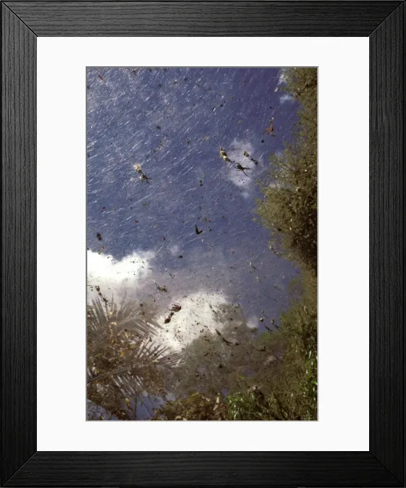 Framed Print : Webs of communal spider - that lives in huge colonies, with small individual webs on a large infrastructure Framed Print : Webs of communal spider - that lives in huge colonies, with small individual webs on a large infrastructure