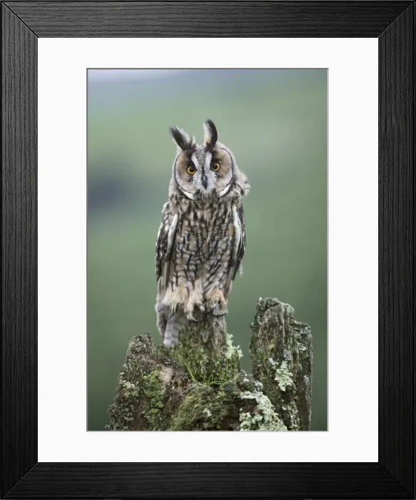 Framed Print : Long eared Owl - perched on stump - West Wales UK 007800 Framed Print : Long eared Owl - perched on stump - West Wales UK 007800