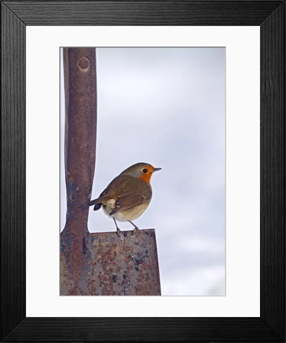 Framed Print : Robin - on spade in snow - Bedfordshire UK 007991 Framed Print : Robin - on spade in snow - Bedfordshire UK 007991