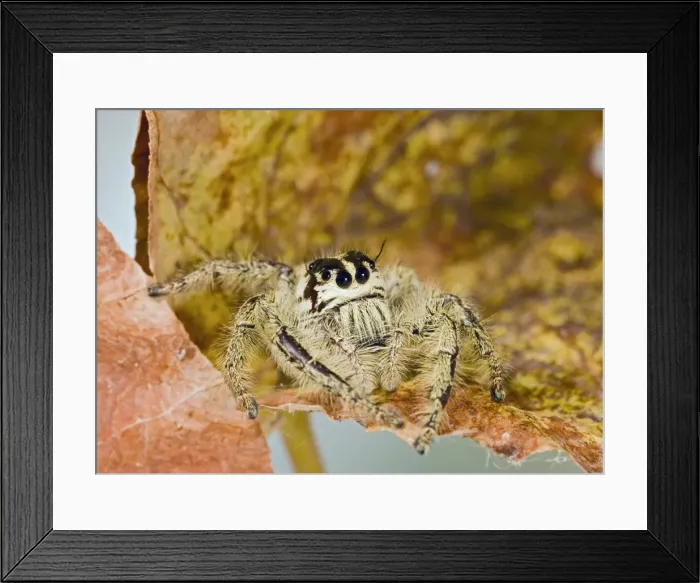 Framed Print : Indonesian Jumping Spider - close up 005299 Framed Print : Indonesian Jumping Spider - close up 005299