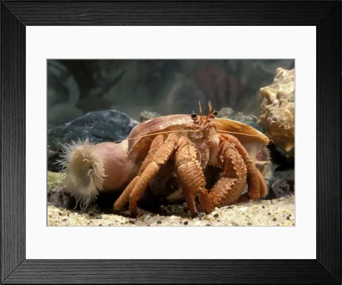 Framed Print : Hermit crab - with anemone that will be taken to new shell by the crab, near Grafton, New South Wales, Australia, occurs in deep water NSW & Qld KAT00813 Framed Print : Hermit crab - with anemone that will be taken to new shell by the crab, near Grafton, New South Wales, Australia, occurs in deep water NSW & Qld KAT00813