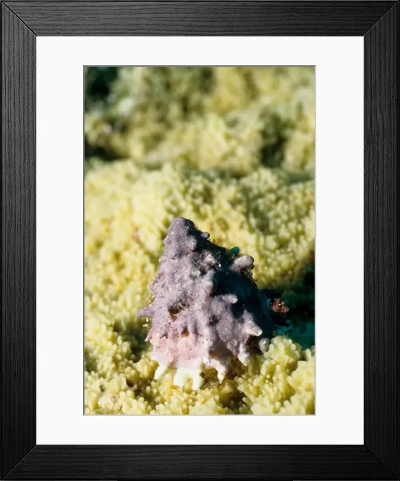 Framed Print : Top shell (Family Trochidae). Rib Reef, Great Barrier Reef Marine Park, Queensland, Australia Framed Print : Top shell (Family Trochidae). Rib Reef, Great Barrier Reef Marine Park, Queensland, Australia