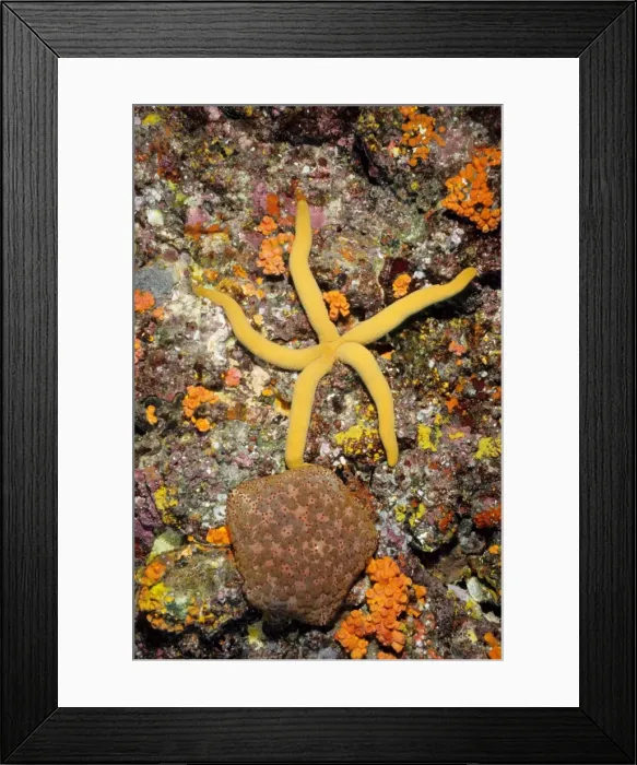 Framed Print : A sea star (Linckia sp) and a pincusion sea star (Culcita novaeguineae). Richelieu Rock, Andaman Sea, Thailand Framed Print : A sea star (Linckia sp) and a pincusion sea star (Culcita novaeguineae). Richelieu Rock, Andaman Sea, Thailand