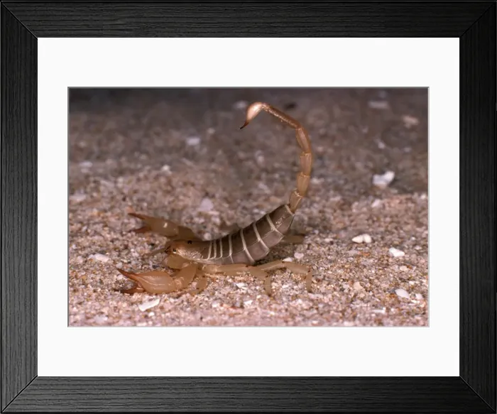 Framed Print : HRD01675. AUS-975. Scorpion (fam. Scorpionidae) Framed Print : HRD01675. AUS-975. Scorpion (fam. Scorpionidae)